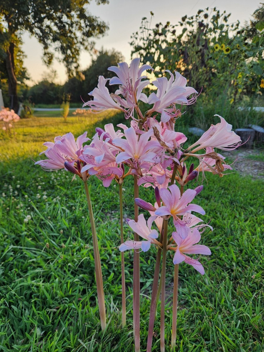 10 Bulbs Lycoris Squamigera Resurrection Lily Surprise Lily Naked