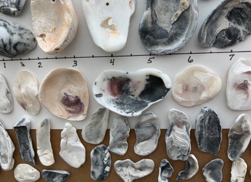 85 Natural Oyster Clam Shell Seashells Beach Cabs Jewelry pearlescent frags USA - product listing photo