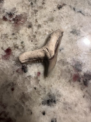#ad Sharp Tiger Shark Tooth Fossil Beautiful $24.60