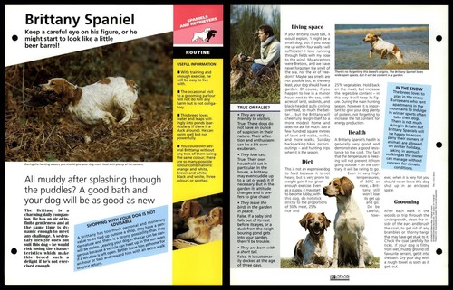 Brittany Spaniel - Routine - Dogs Of The World Atlas Fact File Card - 第 1/1 張圖片