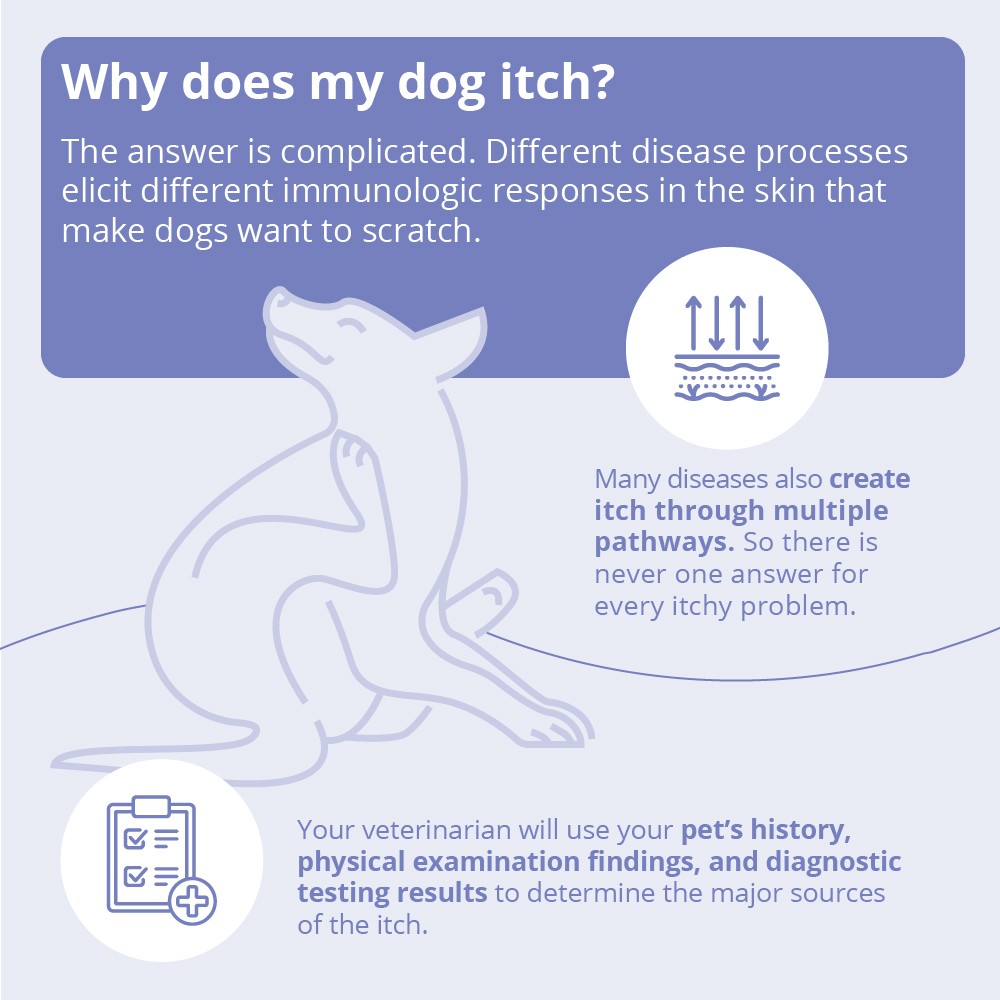 Miconahex+ Triz Spray for Dogs, Cats and Horses, 16 fl oz
