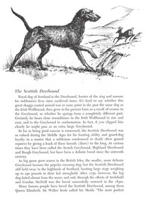 Scottish Deerhound - 1964 Vintage Dog Art Print by Raymond Pease