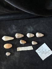 Conus Pulicarius Shells Lot Of 5 W/3 Bonus Shells Guam 1969 (S665)