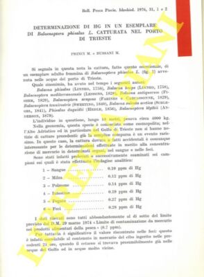 PRINCI M. - BUSSANI M. - Bestimmung von Hg in einem Exemplar Balaenoptera p