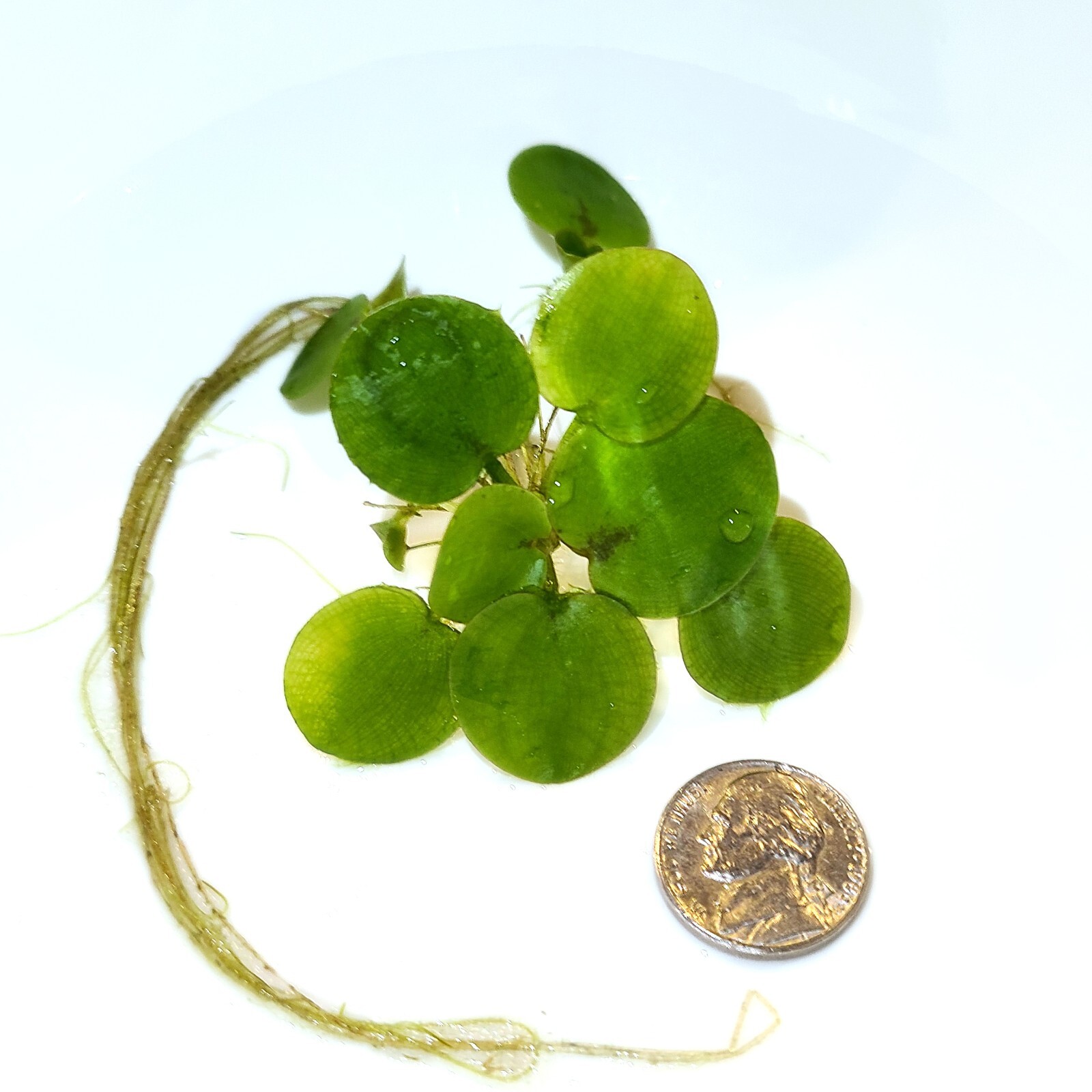 *BUY2GET1FREE* High Quality Amazon FROGBIT Live floating plants