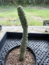 Eulychnia Castanea Spiralis “Unicorn Cactus 9” Tall !