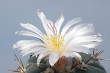 Kaktusy: Echinocactus horiz. v. subikii Ejido Soledad, 2 cm
