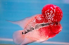 Super Red Dragon Flowerhorn Fry 1.5 to 2 inches