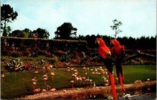 Max & Marshall Scarlet Macaws Parrot Jungle Miami Florida Postcard