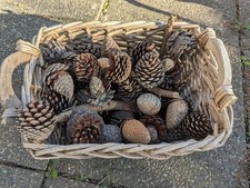 Bag Of Around 50 Pine/ Fir Cones. Decorations Or Bushcraft
