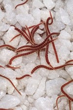     LIVE BLACKWORMS 100 Organic, Self-Raised    