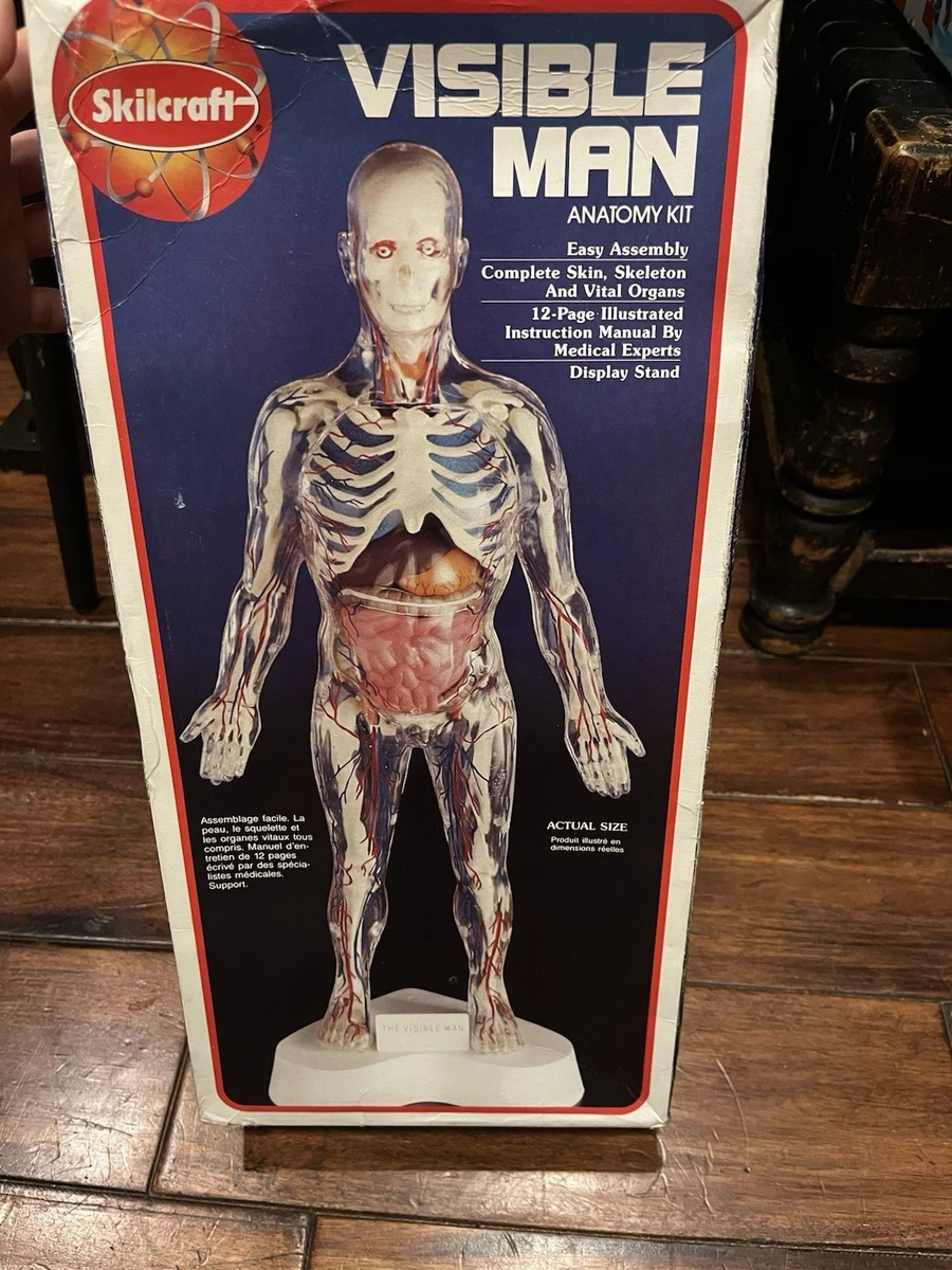 visible man products for sale | eBay