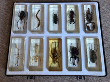 Bugs Insects in Resin 10 Real Specimens Beetles etc in Display Case C