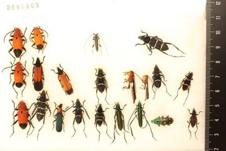 2605009. Mixed beetles from Borneo. Cerambycidae Lamiinae Helotidae