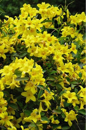 BIGNONIA "YELLOW" CROSSVINE*Rooted Starter Plant*USA SELLER*ATTRACTS  BUTTERFLIES | eBay