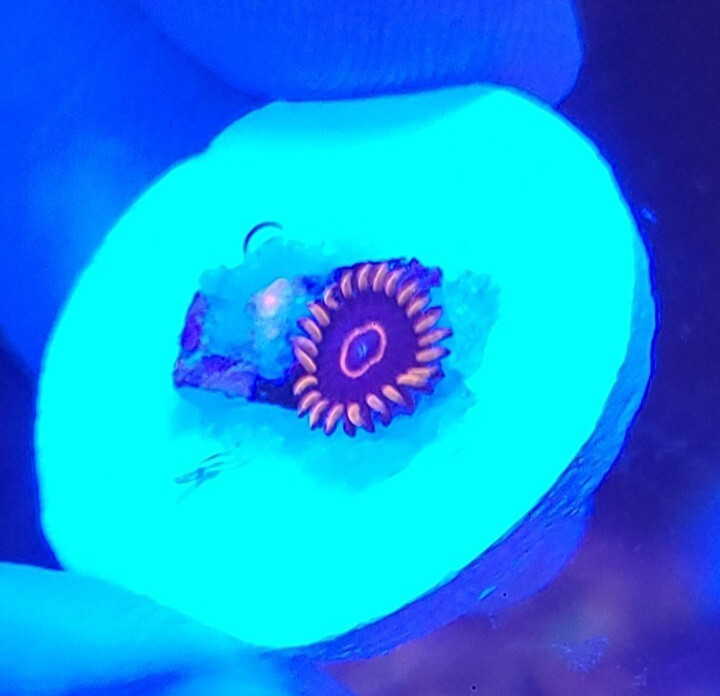 1 Frag - Red Hornet - Zoa Zoanthid - Soft Saltwater Reef Live Coral