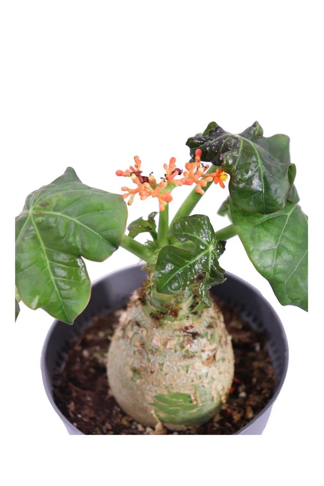 Pianta di Jatropha Podagrica vera succulenta ornamentale da arredo interno - Immagine 2 di 3