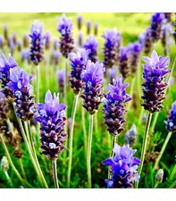 200 Lavender Seeds, Vera English, NON-GMO, Variety Sizes, FREE SHIPPING