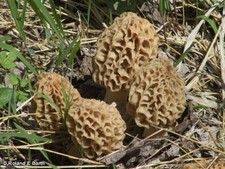 Morel Mushroom Kit Perfect for Creating a Mushroom Garden In Your Backyard