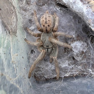 0.5'' Fort Hall Baboon Tarantula(Pterinochilus lugardi)