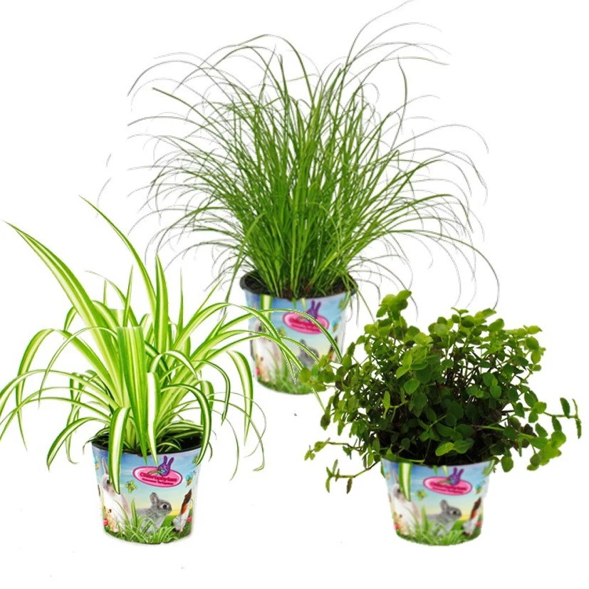 Grnlilie Samen 120 Stck  Pflegeleichte Zimmerpflanzen Balkonpflanzen  Exoten Fr Haus & Garten