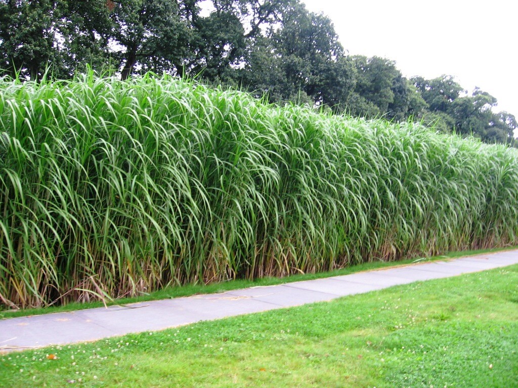 4 x Riesen Chinaschilf, ideal als Hecke und Sichtschutz, Miscanthus