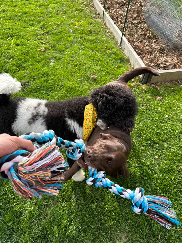 High Quality Rope dog toy for big and aggressive chewers - Image 3 of 4