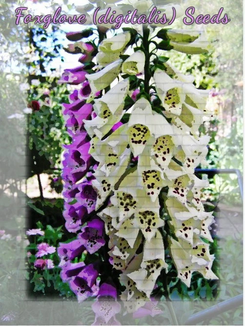 Fantastic Foxglove Mix (digitalis) 1000 plus Flower Seeds - Image 2 of 4