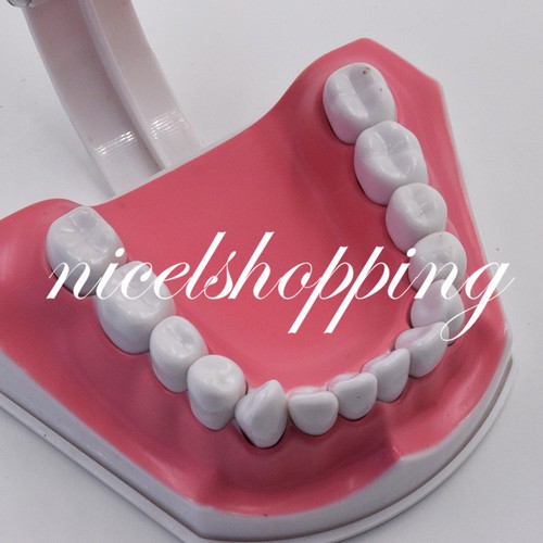 2x Large Dental Teaching Teeth Model w / Toothbrush Dentist Oral Hygiene Tool - Afbeelding 7 van 8