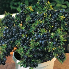 2 x Blueberry Plants  'Top Hat' - Vaccinium Bushes in 9cm Pots - High Yielding