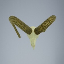 477MU Trofeo di caccia di muflone, corna 74-69cm