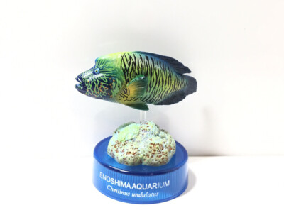 Kaiyodo Japan Exclusive Enoshima Aquarium Humphead wrasse Fish Figure