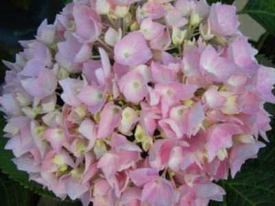 Bauernhortensie Endless Summer - Ballhortensie - Hydrangea macrophylla Endless .