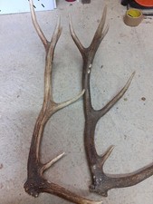 Bois De Cerfs 75 Et 69 Cm 12 Corps