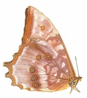 LEPIDOPTERA, NYMPHALIDAE, MORPHINAE, MORPHO THESEUS JUTHURNA from PERU