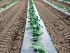 Silver Metallic Embossed Plastic Mulch Ground Cover - 1.0 mil, 4 ft x 50 ft Roll