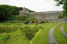 Photo A2 Cows by the Bishop's Palace St David's/Tyddewi There is no pub c2015