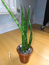 Snake Plant (Sansevieria Cylindrica) Indoor Evergreen Potted Houseplant
