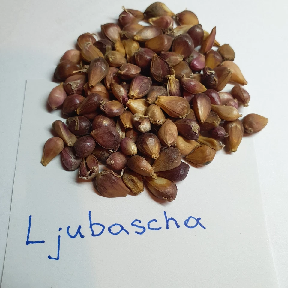 100 Stk. Knoblauch-Brutzwiebeln , Original Samen Ljubascha - Bild 2 von 4