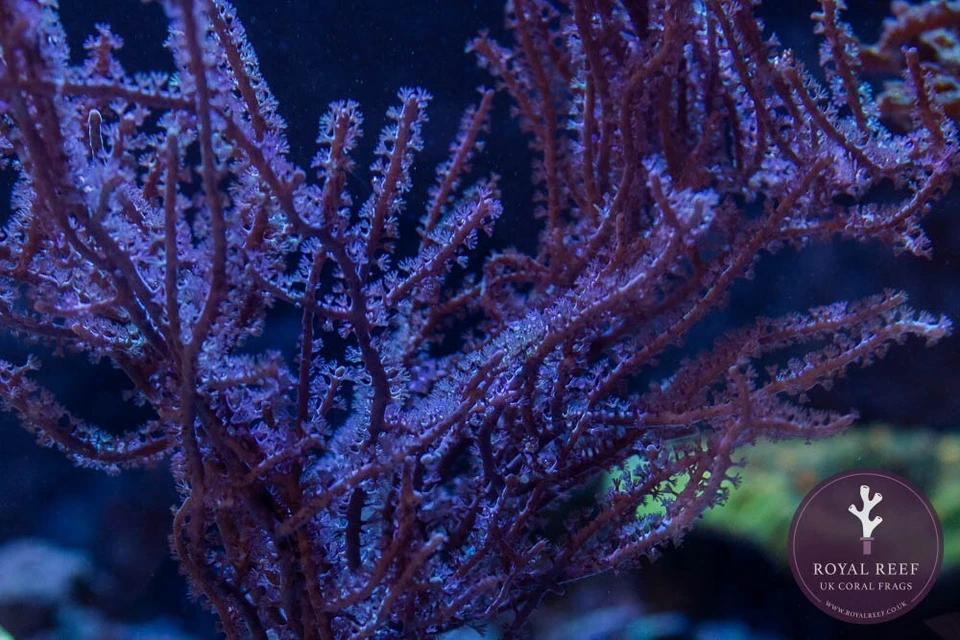 🪭😈 Gorgonian Sea Fan Coral Frag (Soft Coral) - NOT ZOA SPS LPS HAMMER TORCH