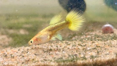 12 Adult Assorted Color  Guppys Freshwater Aquarium Fish With Duck Weed