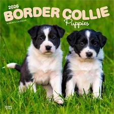 Border Collie Puppies 2026 12x24" (Hanging) Square Wall Calendar | Plastic-Free