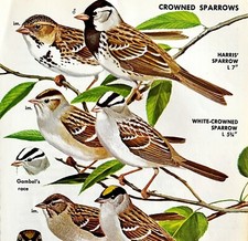 Crowned Sparrows Varieties And Types 1966 Color Bird Art Print Nature ADBN1p