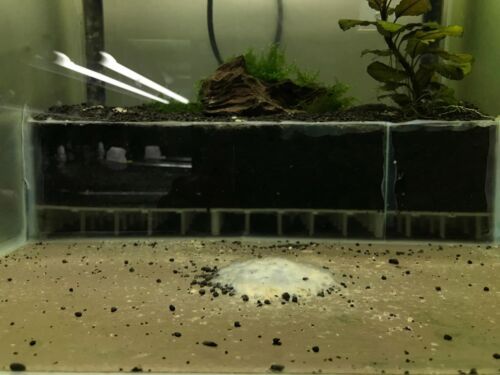 Dead Shrimp Powder - Shrimp Tank Biofilm builder - Bacterial startup powder 100g - Picture 5 of 6