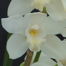Cymbidium Kulnura Snow  White Dream    1 1/2 Gallon Pot