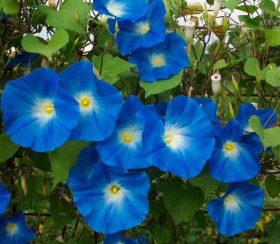 100-200 6 грамм семена Heavenly Blue Morning Glory триколор ипомея необработанные - Изображение 3 из 4