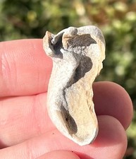 Lee Creek Fossil Cetacean Bulla Marine Mammal Ear Bones North Carolina