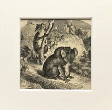 KOALA MARSUPIAL Print - c.1880 Mounted Antique B&W Wood Engraving