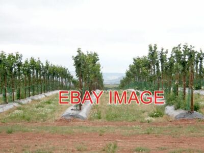 FOTO KIRSCHBAUMPLANTAGE IN DER NÄHE VON SIDNALL FARM KIRSCHBÄUME (ZUERST DACHTE ICH