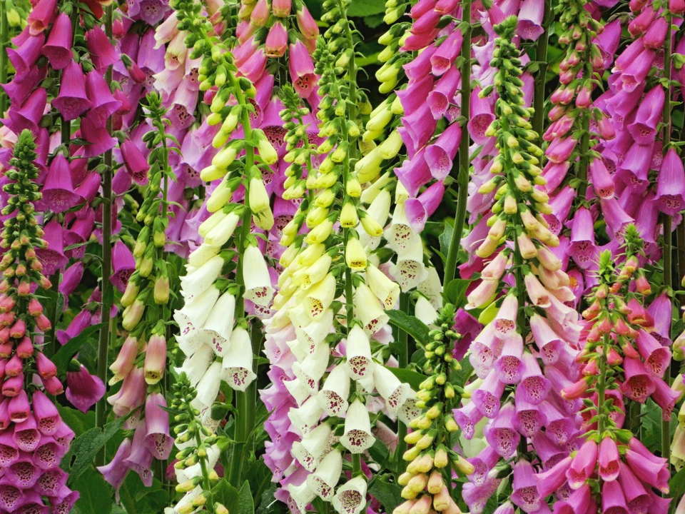 1000 Samen Fingerhut Bunte Mischung Digitalis Purpurea Bauerngarten - Bild 3 von 4